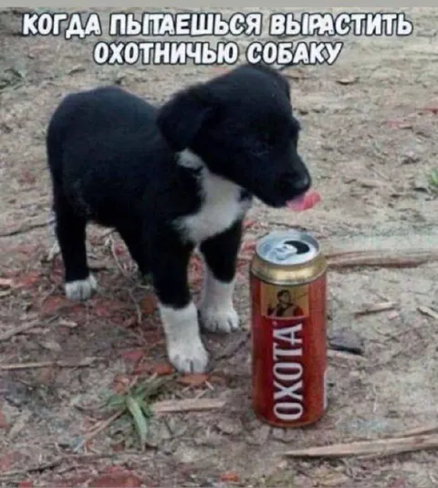 Вырастить охотничью собаку