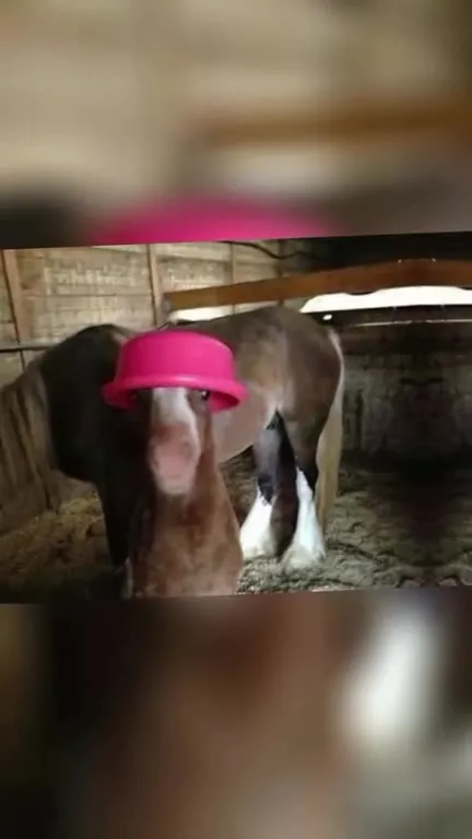 Лошади в смешных шляпах