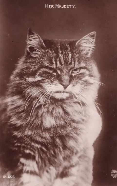 Her Majesty Cat Portrait