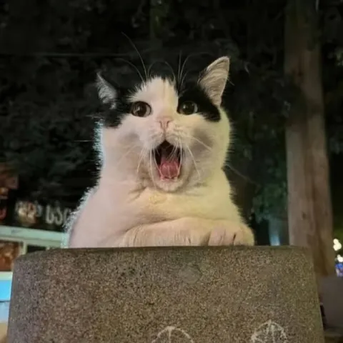 Кричащий кот за оградой
