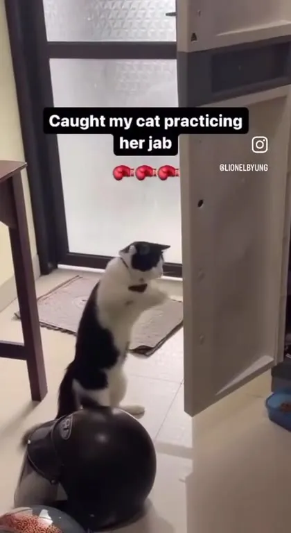 Cat Practising Her Jab