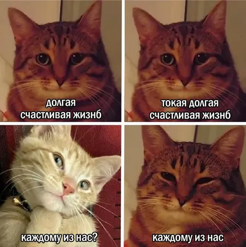 Кошачья долгая счастливая жизнь