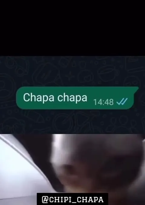 Cat Sings Chipi Chapa