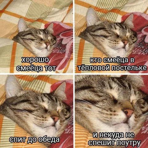 Кот спит до обеда