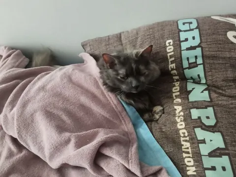 Sleepy Cat Under a Blanket