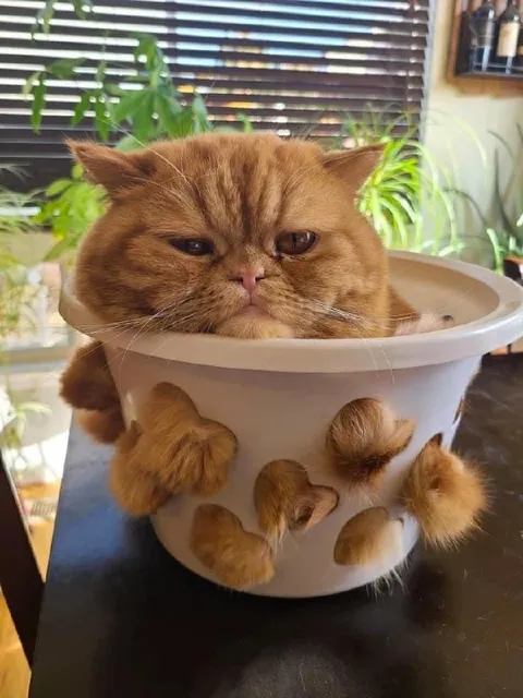 Кот в цветочном горшке