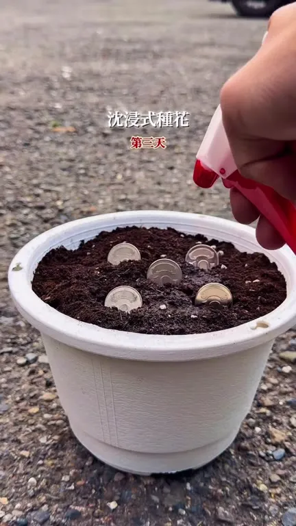 沉浸式种花：金钱开花