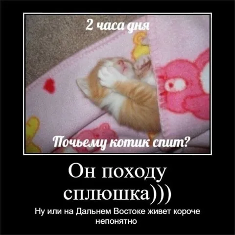 Котик-сплюшка в два часа дня