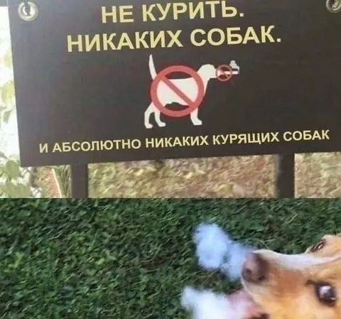 Курящая собака запрещена