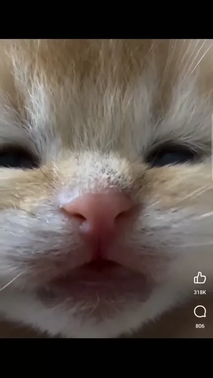 Кот крупным планом открывает рот