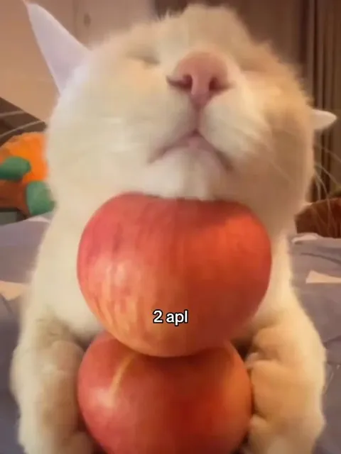Cat Holding Two Apples