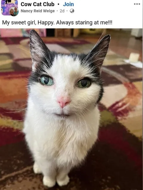 Happy the Staring Cat