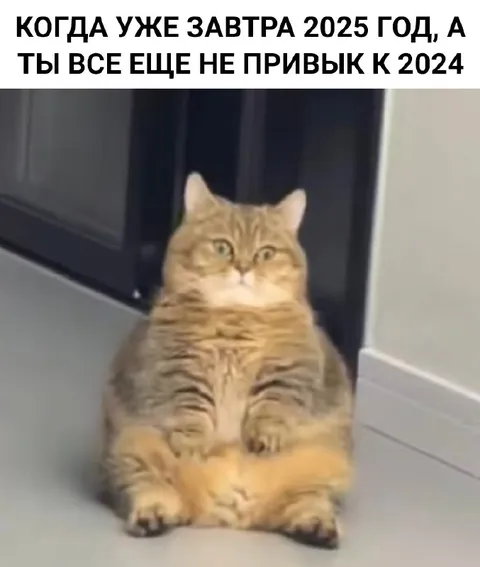 Кот не привык к 2024