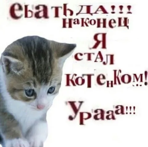 Наконец я стал котом