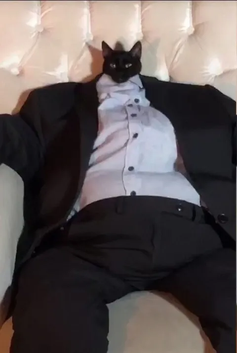 Кот в деловом костюме