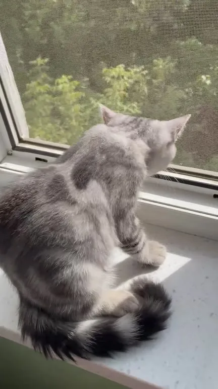 Котёнок у окна даёт себя гладить