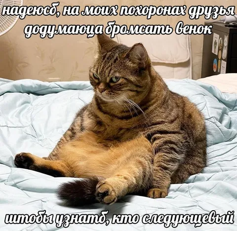Кот на собственных похоронах