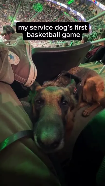 Service Dog at Her First Basketball Game