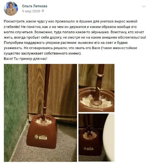 Вася в ёршике для унитаза