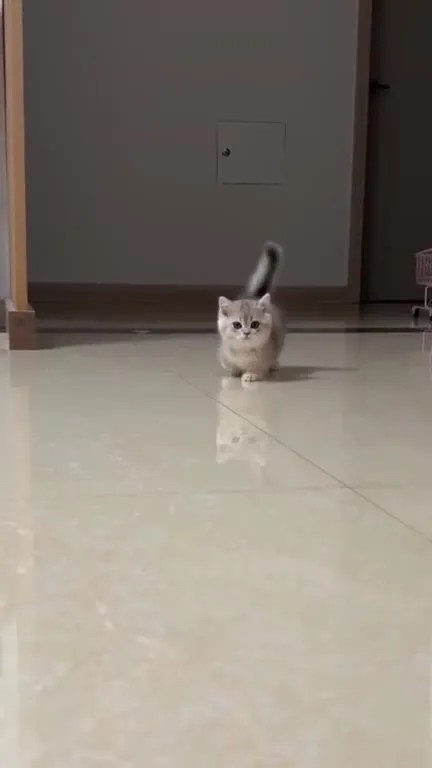 Котёнок идёт за лаской