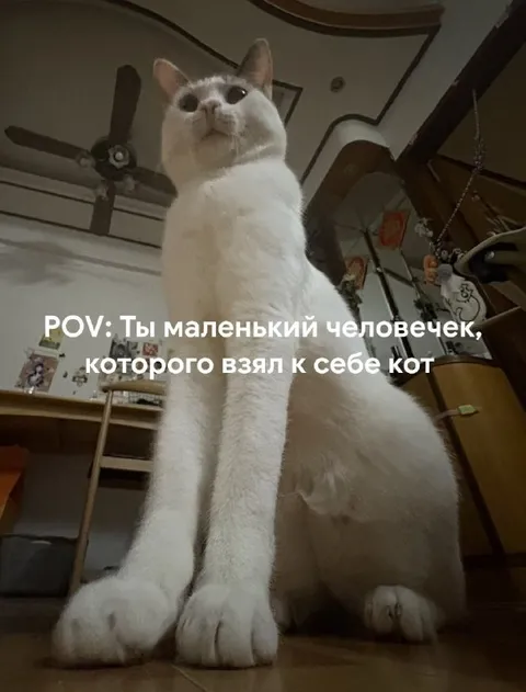 Кот взял маленького человечка