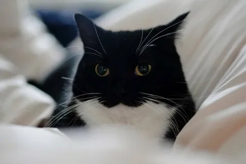 Кот под одеялом