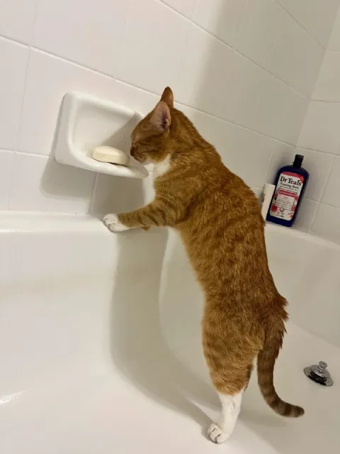 Кот в ванной нюхает мыло