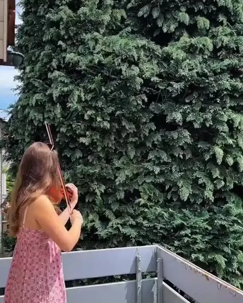 Spontaneous Violin and Bird Duet