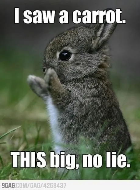 Rabbit Saw a Carrot