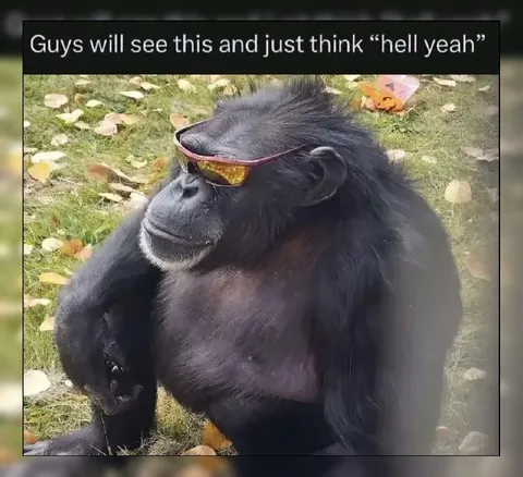 Chimpanzee Wearing Cool Sunglasses