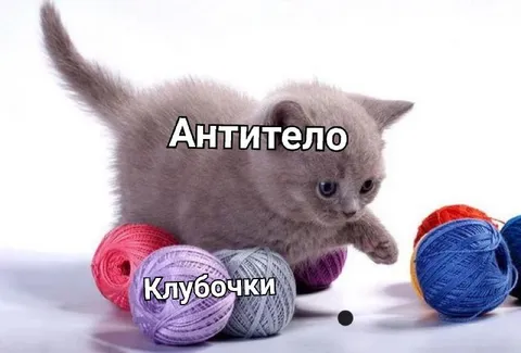 Антитело против клубочков