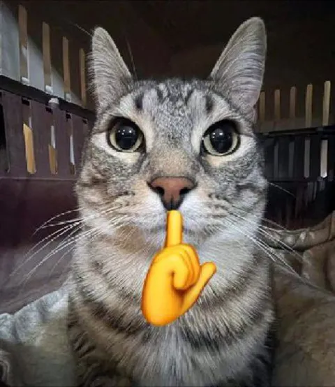 Кот просит тишины