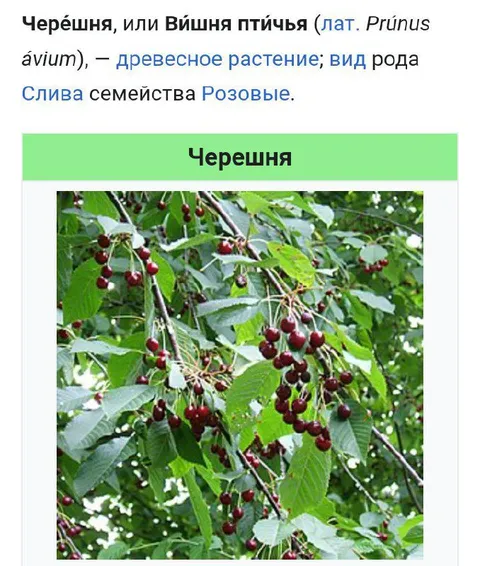 Черешня или вишня птичья