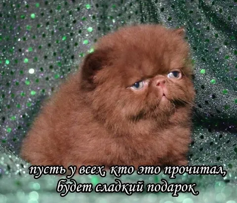 Сладкий подарок для всех