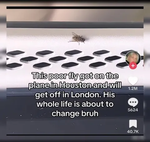 Fly's Life About to Change