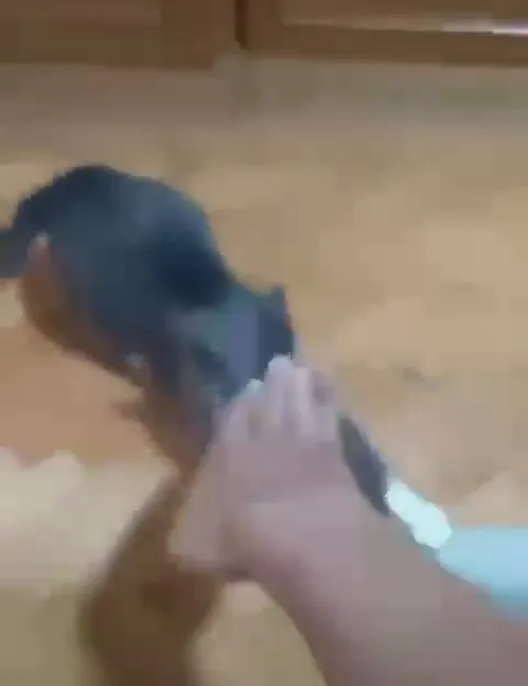 Рука не отпускает кота