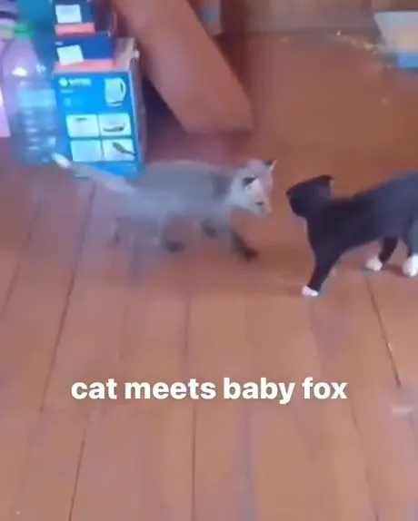 Cat Meets Baby Fox