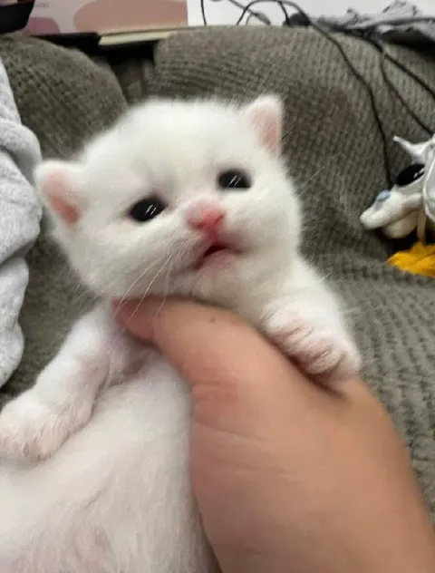 Белый котёнок на руках