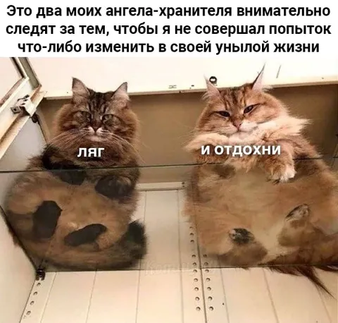 Два ангела-хранителя кота