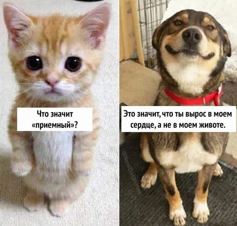 Приёмный сын в сердце