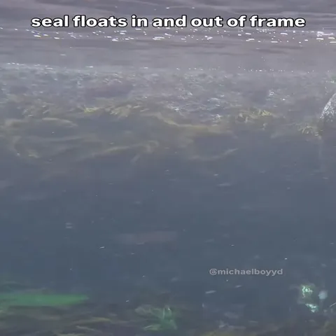 Seal Floats Through the Frame