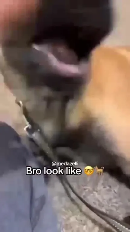 Bro Looks Like a Nerd Dog