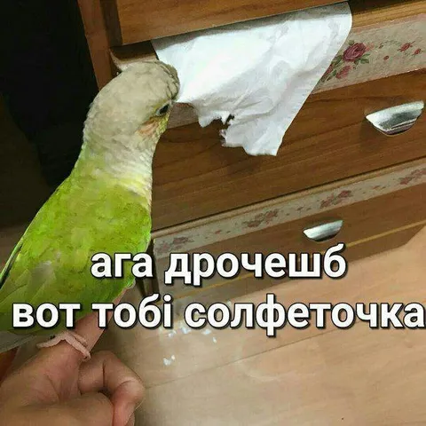 Ага, дрочешб — ось серветочка