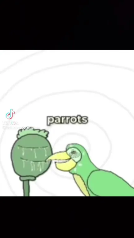 Parrots Addicted to Opium