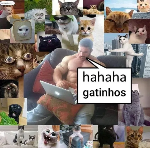 Hahaha, gatinhos fofos