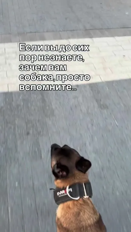 Собака может сп*здить сырки
