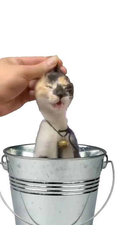 Кошки и вечная рыба