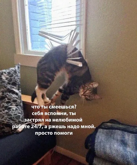Кот застрял на нелюбимой работе