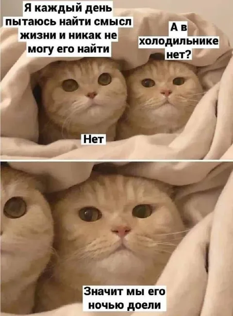 Коты нашли смысл жизни