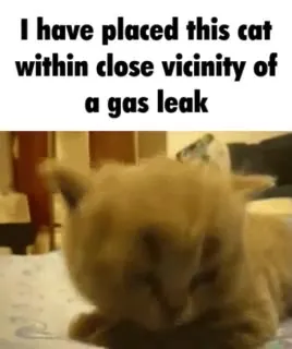 Cat Near a Gas Leak
